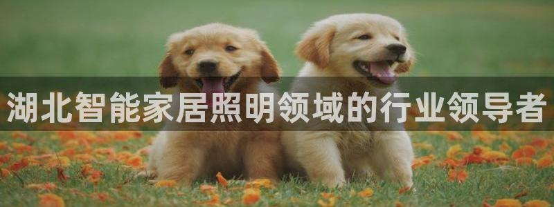 云顶集团老总简介